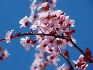 almond-blossom-5378_1920