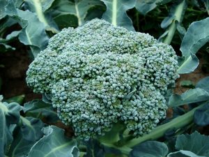 broccoli-494754_1920