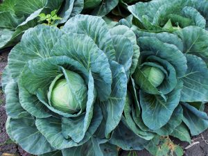 cabbage-1331669_1920