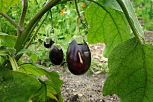 eggplant-1491949_1920
