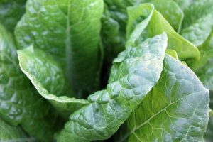 spinach-1149790_1280