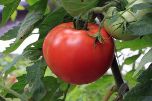 tomato-1565367_1920