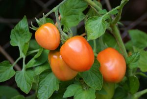 tomatoes-1581204_1920